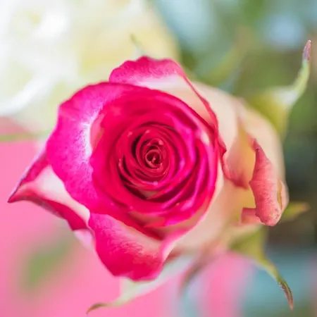 Schneeberger * ツェル・アム・ツィラー