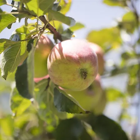 Schneeberger アパート *