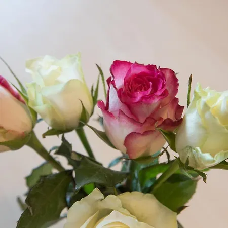 Schneeberger * ツェル・アム・ツィラー