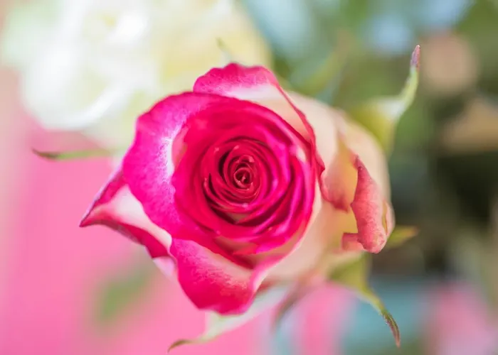 Schneeberger * Zell am Ziller