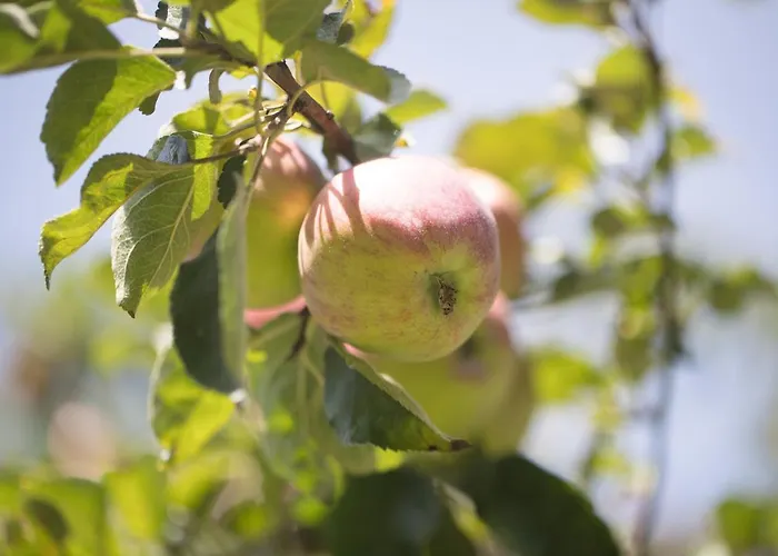 Schneeberger Apartamento *